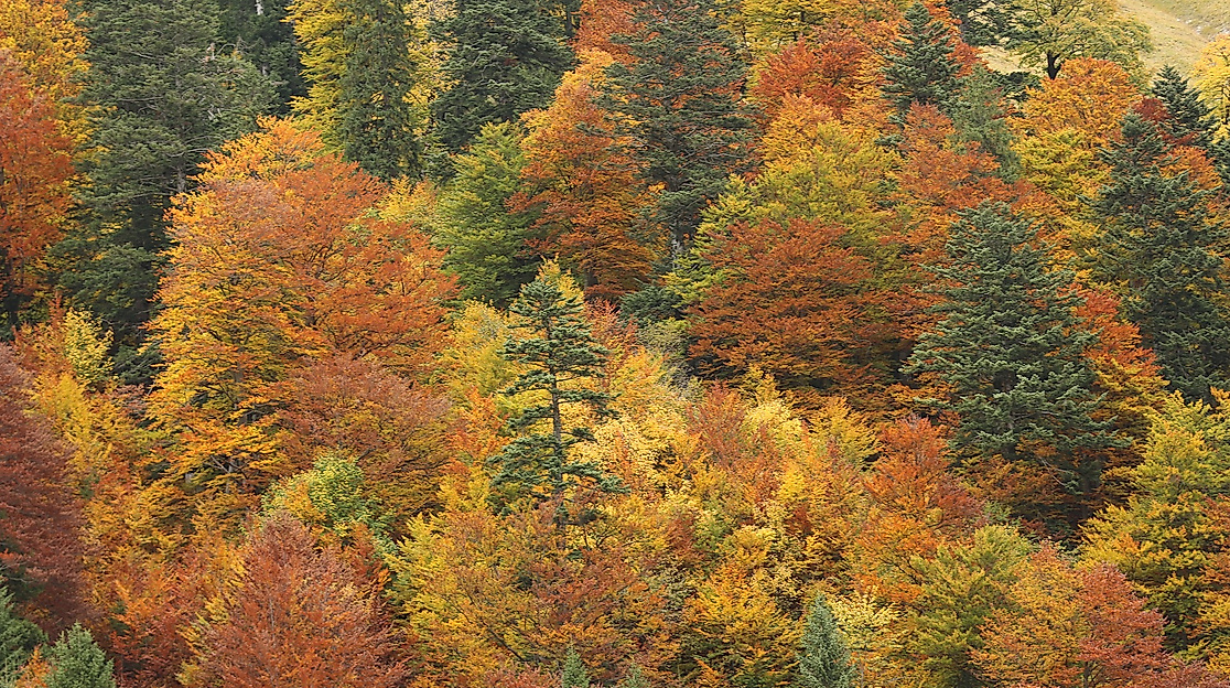 langer-otto-aussichtsturm-routen-station-c-pixabay-schanin_1