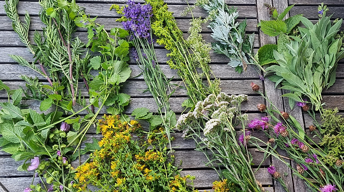 Kräuterspaziergang im Schlossgarten Agathenburg