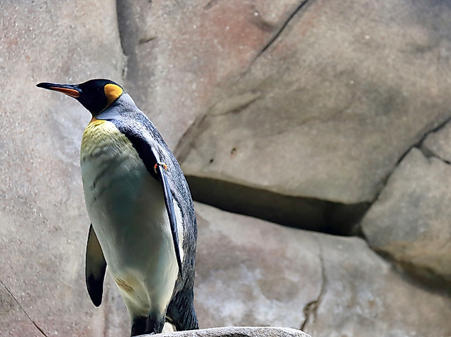 Eismeer im Tierpark Hagenbeck