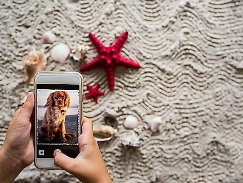 Fotowalk mit Hund im Yachthafen