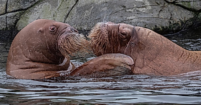 eismeer_petruska_odin_c_ls