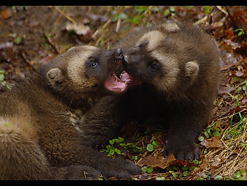 Der Geist des Nordens