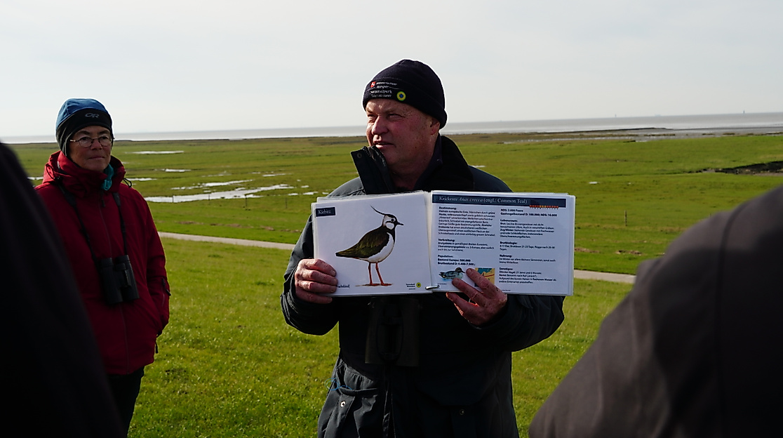 Mit dem Nationalpark-Ranger zu den Zugvögeln an der Wurster Nordseeküste