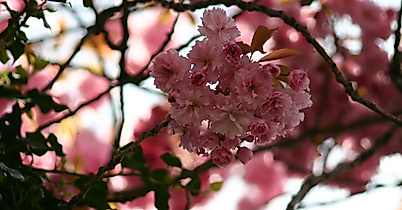 Japanisches Kirschblütenfest