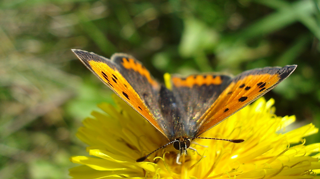 Löwenzahn mit Besucher