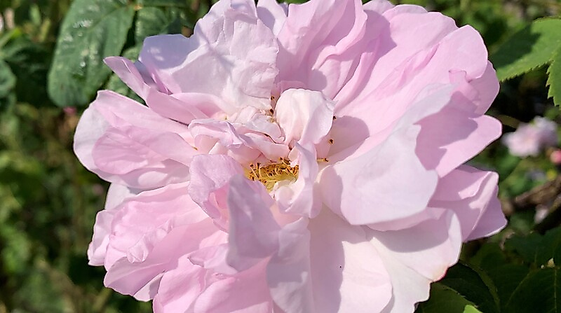 Destillations-Workshops - Workshop: Rosen-Destillation