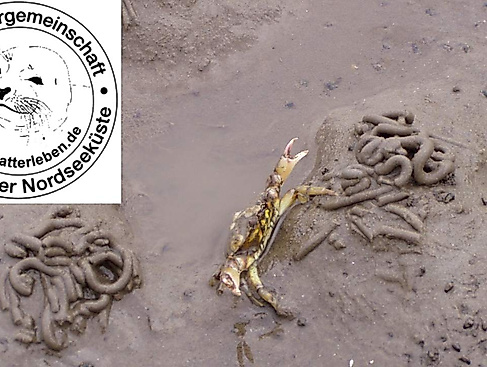 Wattwanderung "3- Priele" + Grünkohlessen