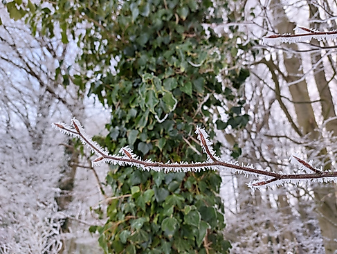 Winterliche Waldbegegnung