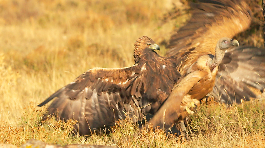 Wild Icons of Iberia