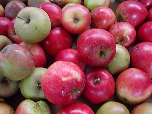 Kleiner Apfeltag in der Mehlbeere