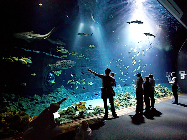 Besuchergruppe vor dem Hai-Atoll im Tropen-Aquarium Hagenbeck mit Blick auf schwimmende Haie und Fische