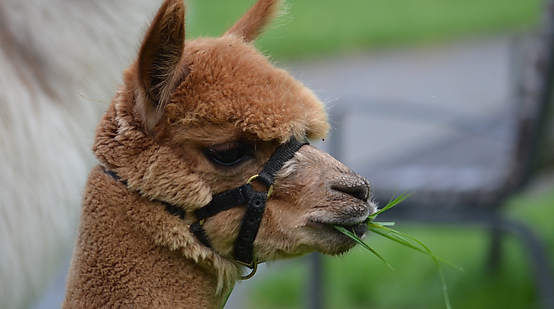Alpaka im Park - Ostertour