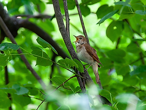 Stimme - das schönste Instrument im Himmel und auf Erden