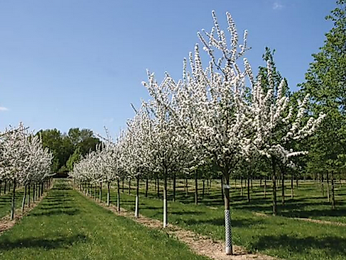 Garten-von-Ehren_Baumschulsafari_Obstbäume