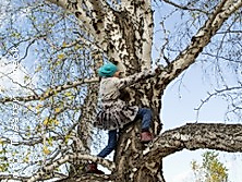 Als die Großen den Wald zerstörten