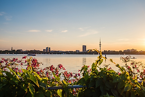 Blühende Pflanzen im Alsterpark mit Blick auf die Außenalster und die Skyline bei Sonnenuntergang