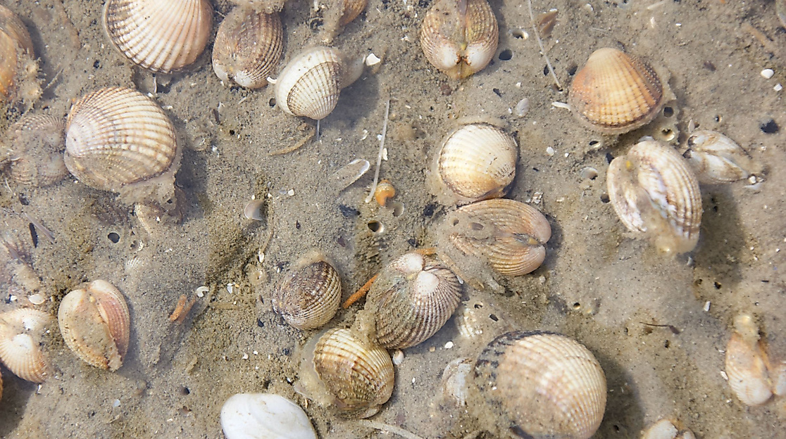 Führung: Wattwanderung vor dem Meldorfer Speicherkoog