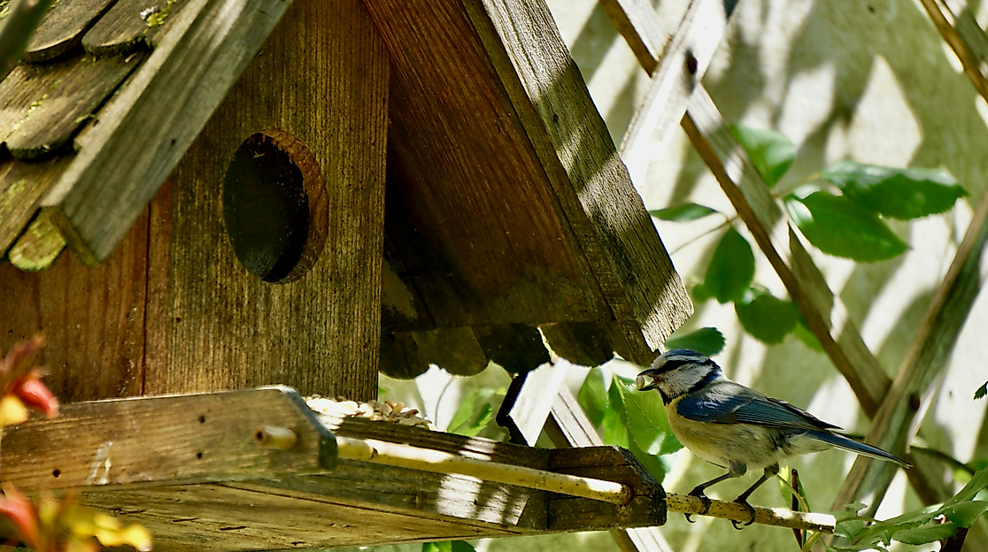 COGS-peter-burdon-unsplash