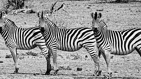 "Ein Tag,  ein Bild" - Maltag mit Sue Legahn "Die ersten frischen Frühlingsfarben"