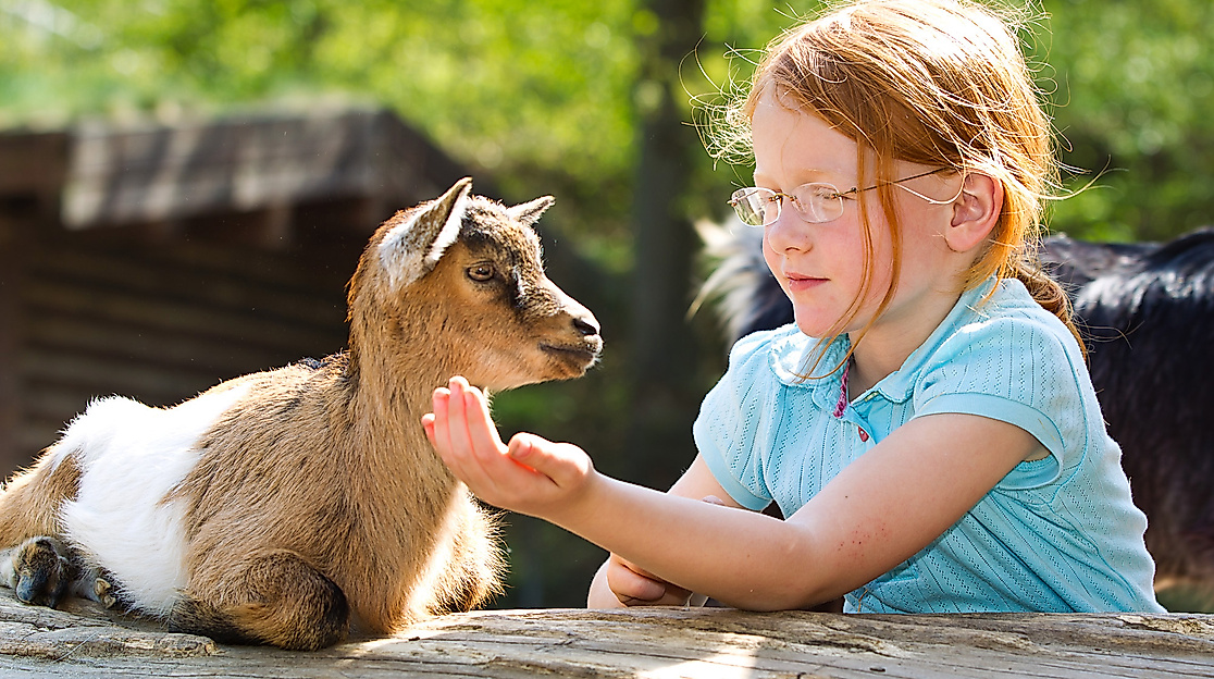 Wildpark Lüneburger Heide Streichelzoo