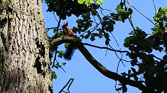 Exkursion nach Dammereez durch engl. Landschaftspark