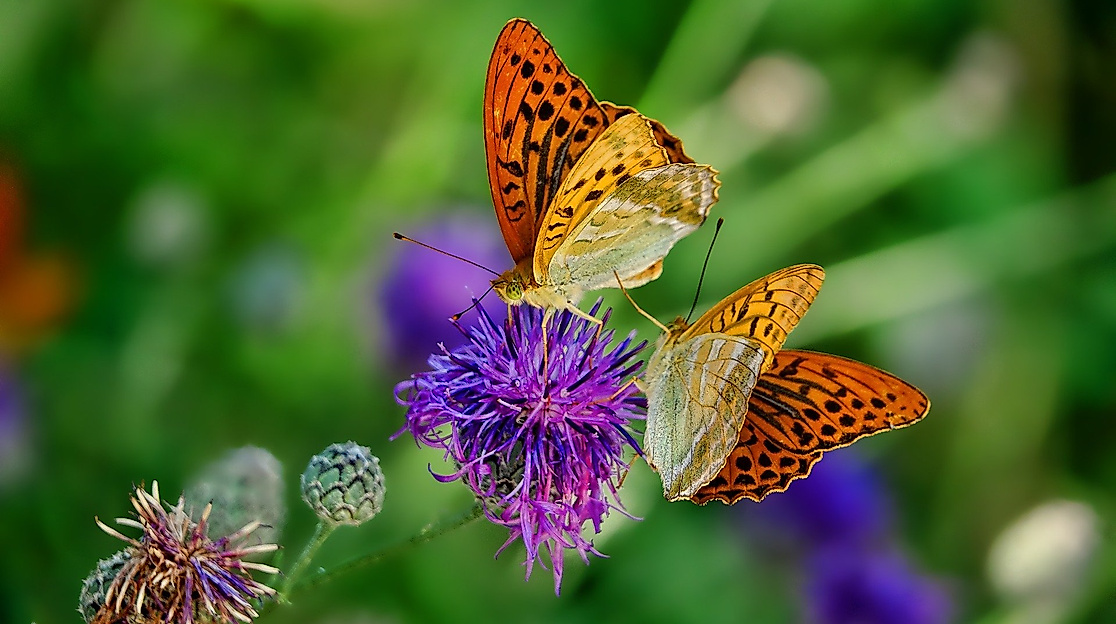 butterflies-3205038_1920