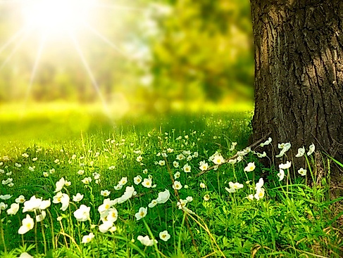 Die Heilkraft des Waldes