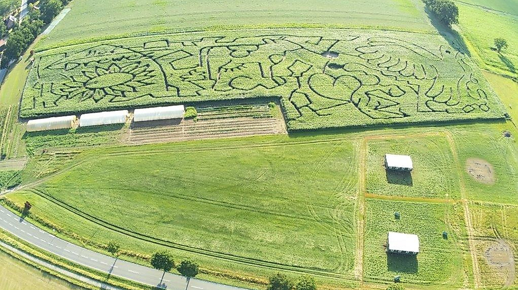 Maislabyrinth Südheide
