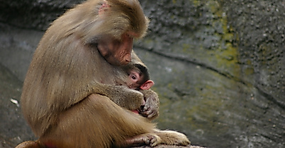 Tierpark Hagenbeck
