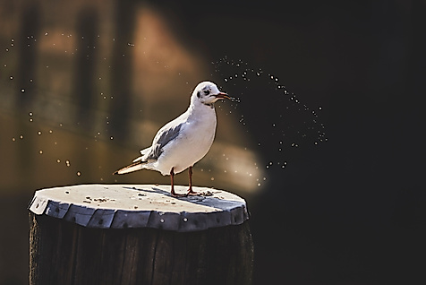 Möwe im Sonnenlicht im Hamburger Hafen