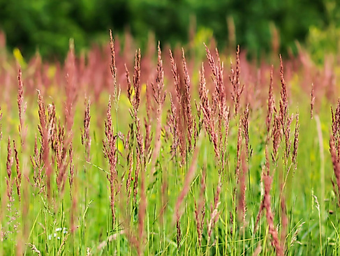 Salzwiesenführung - Cappel-Neufeld