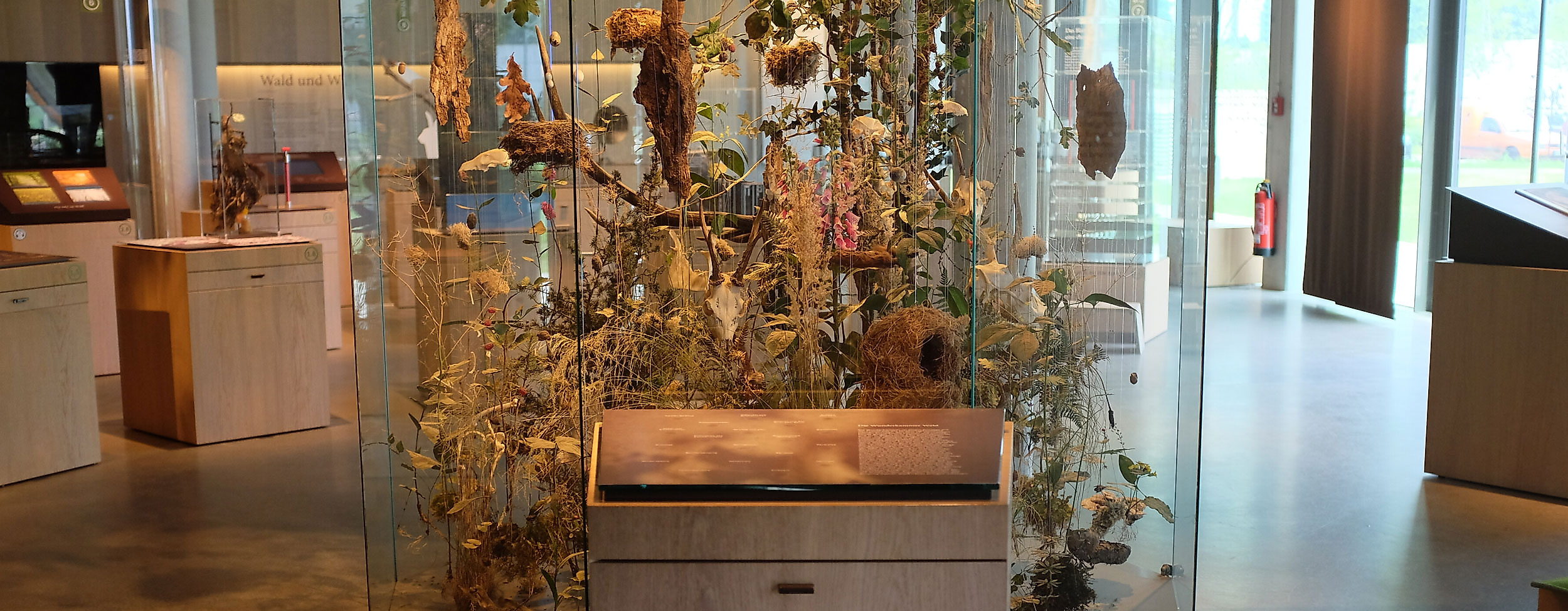 ausstellung-science-center-wald-c-sdw-hamburg-web-2500x1500