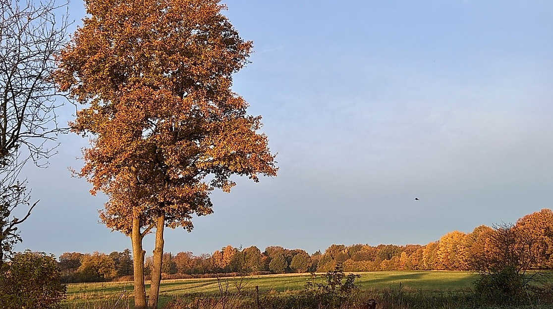 25-11-15 Knick-Pflanzaktion ©Ursula Sieg