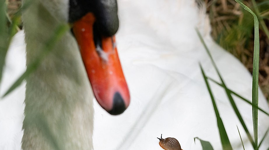 Schnecke und Schwan