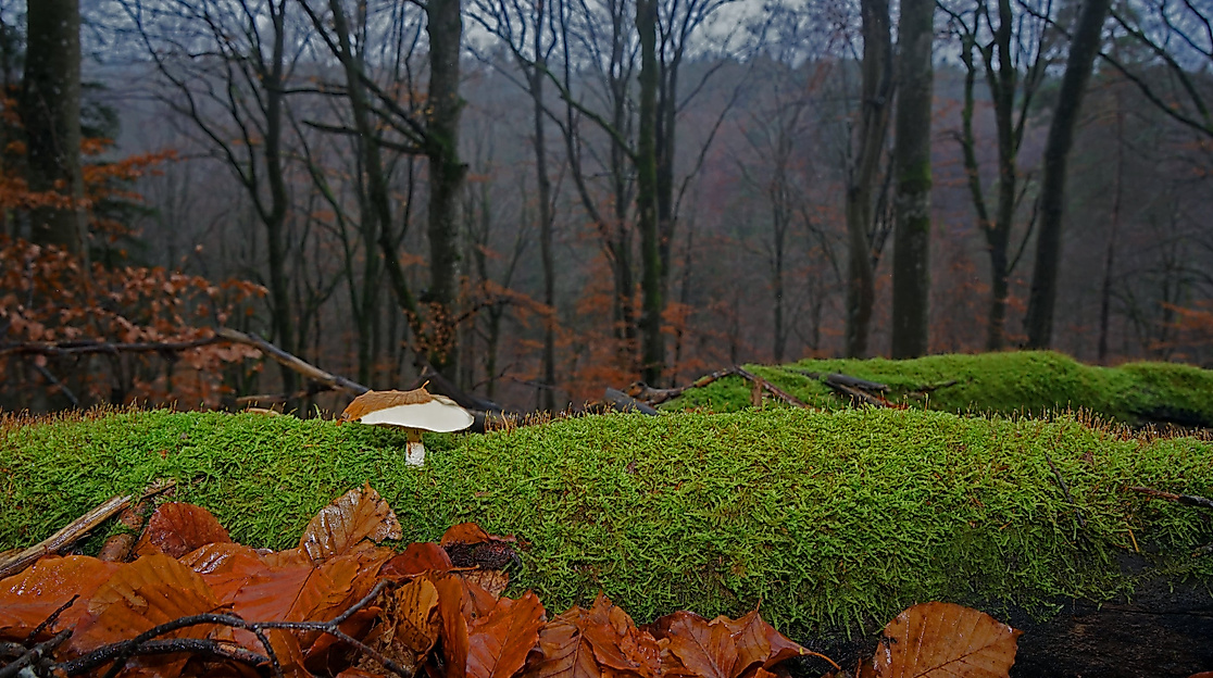 VDN FotoportalLUXFOX (2)