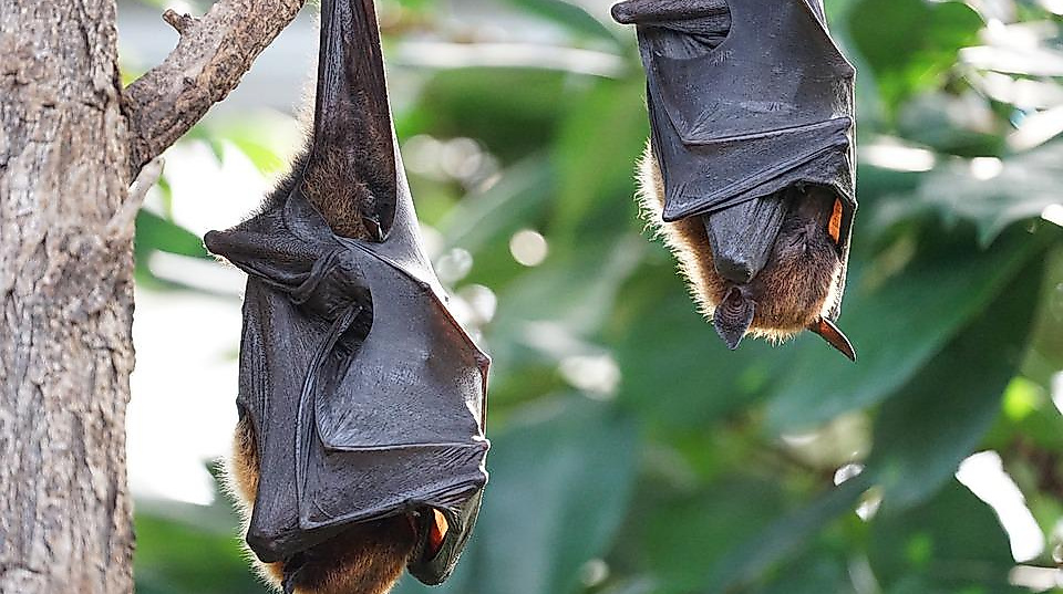 25-08-22 Fledermaus pixabay
