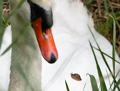 Schnecke und Schwan