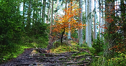 Harburger Berge