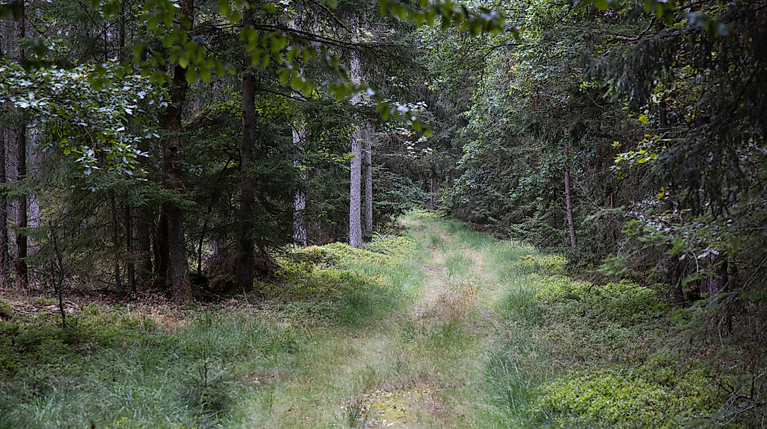 Fahrt durch dichte Waldgebiete