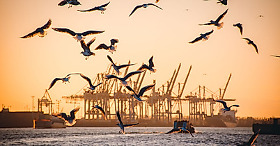 Zahlreiche Möwen fliegen über der Elbe vor Hafenkränen im Hamburger Hafen bei Sonnenaufgang