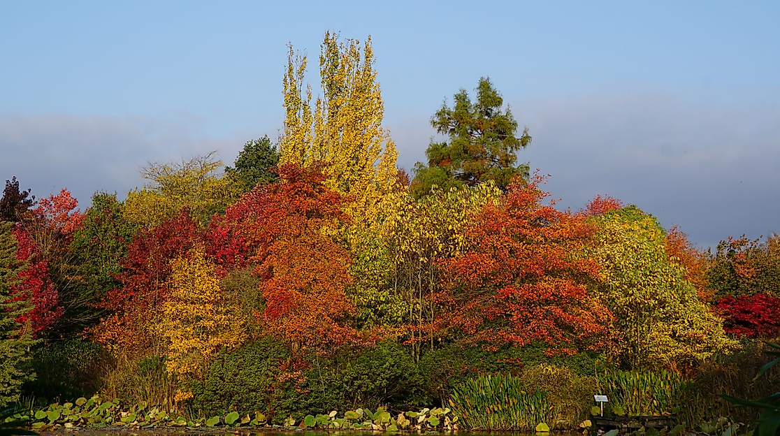 Herbstfärbung