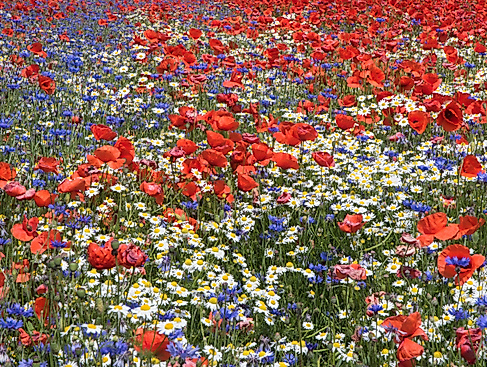 9_Klatschmohn und andere Ackerwilblumen_U.Steinhäuser_LokiSchmidtStiftung