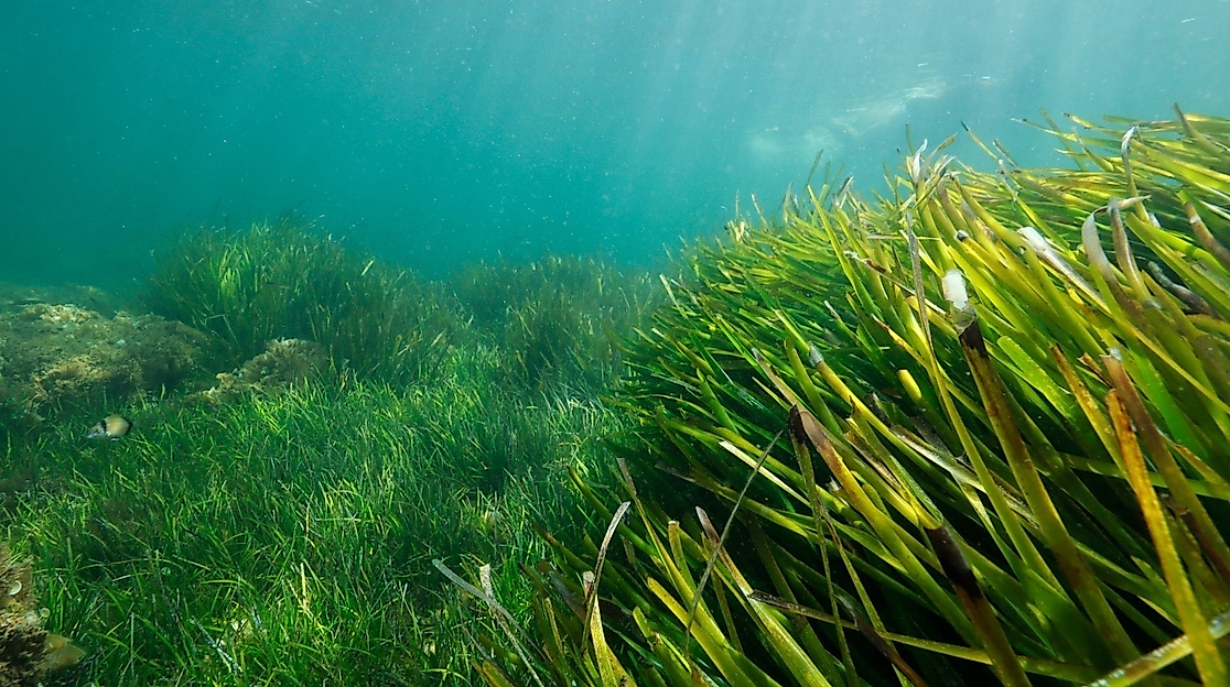 Die Unterwassergärtner*innen in Schleswig-Holstein