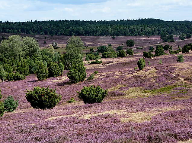 Lueneburger Heide