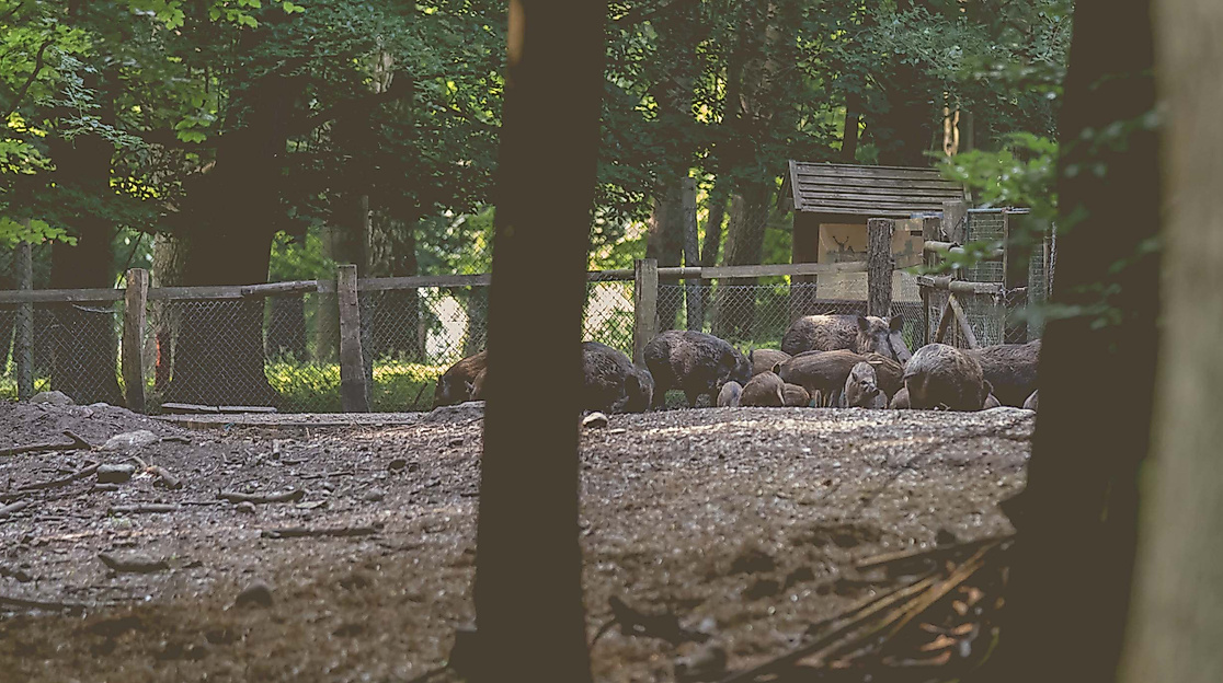 Wildparkführung mit Abendfütterung