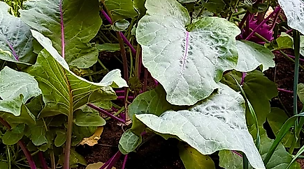 Klimafester Garten