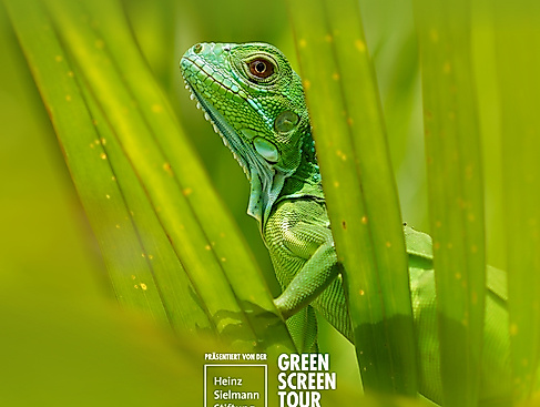 GREEN SCREEN TOUR 25/26