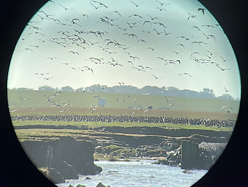 Zugvögel in ihrem natürlichen Lebensraum beobachten