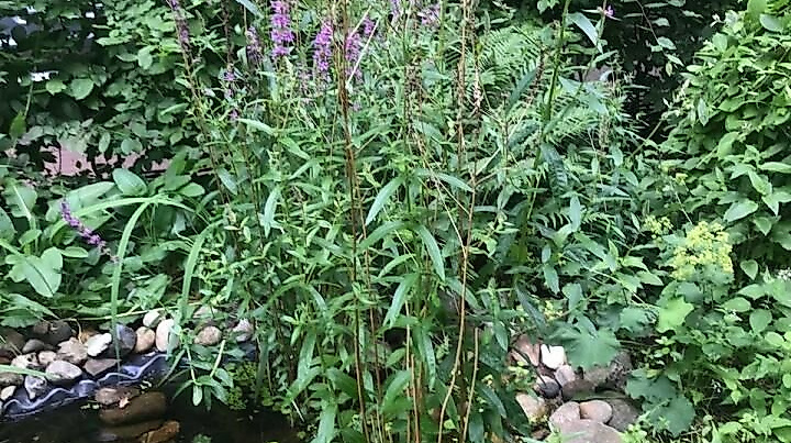 Britta Behle_Schattenbeet.1c7064c2