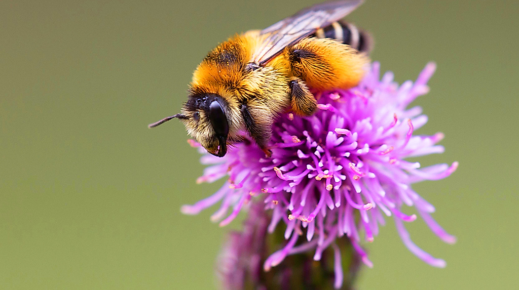 Wildbienen-Seminar – Spaziergang mit Biologin Sara Groß